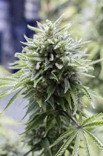 OG Kush Autoflowering > Dinafem Seeds | Autoflowering Cannabis   |  Hybrid